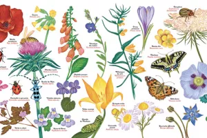 Atelier Dessine ton insecte sur un galet