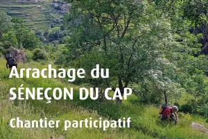 CHANTIER PARTICIPATIF : ARRACHAGE DU SÉNEÇON DU CAP