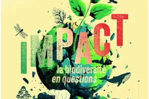 Impact