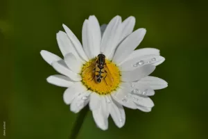 Les 7 grandes familles d'insectes