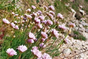 Histoires de plantes en baie du Kernic