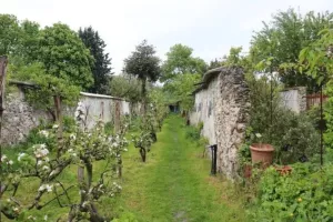 Visite guidée des Murs à Pêches (durée 2h)