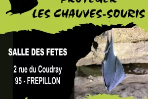 A la découverte des chauves-souris