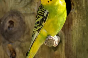 Bourse aux oiseaux exotiques