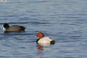 Les oiseaux de la Réserve naturelle régionale des Seiglats