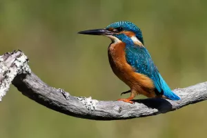À l’assaut de l’île : Découverte de la faune des berges du Lot