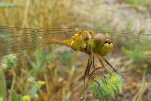 Jardiner au naturel à Bordeaux (Maison éco-citoyenne)