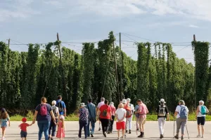 La ferme Pfister : le houblon de père en fils