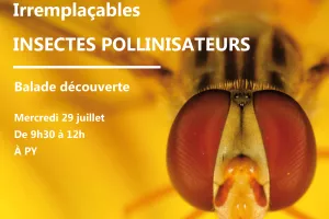 BALADE DÉCOUVERTE : IRREMPLAÇABLES INSECTES POLLINISATEURS
