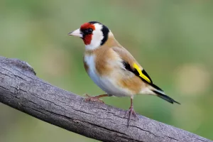 A la rencontre de la biodiversité urbaine