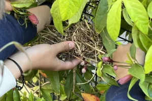 Hôtels à insectes