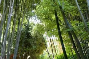 Le Sentier du Chimonobambusa