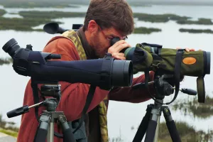 L'odyssée des oiseaux migrateurs