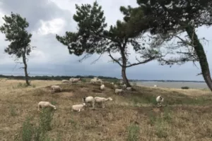 Chantier participatif - Préservons la dune grise 
de Pont-Mahé !