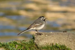 Les oiseaux des villes dans les parc et les jardin de l'Auzette
