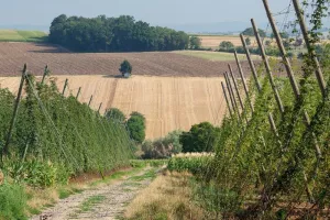 Les visites estivales pédestres du Sentier du Houblon