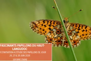 Séjour d'initiation à l'étude des papillons de jour