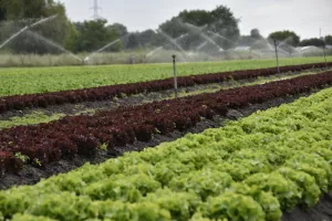 Visite de l'exploitation le Jardin de Quentin