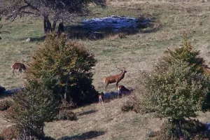 OBSERVATION ET ÉCOUTE DU BRAME DU CERF