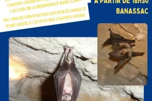 Nuit de la chauve souris