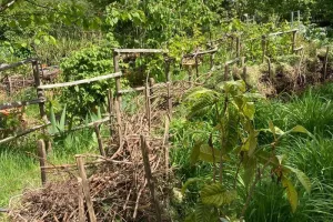 Découverte du Jardin partagé Ver Têtu