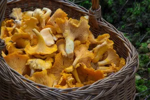 Fête du champignon