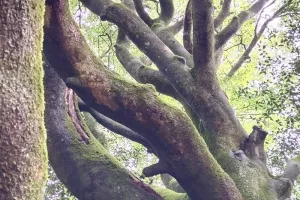 Balade sensorielle et créative au Parc des Gayeulles