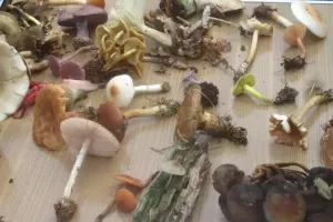 Les secrets de champignons à Versigny !