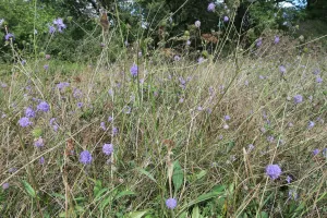 Conservatoire d'espaces naturels de Nouvelle-Aquitaine