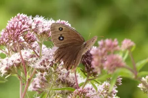 Les papillons de la réserve