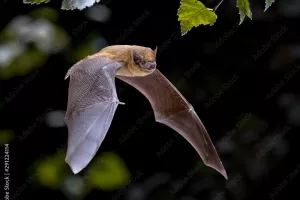 Eté actif : soirée chauve-souris