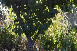 Fête des mille arbres
