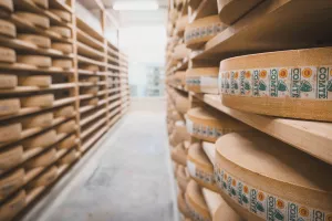 Visite d'une fruitière à comté