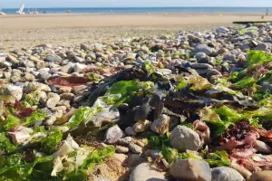 Contes de la baie