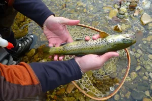 LA PÊCHE AUX LEURRES EN EMBARCATION