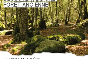 Découverte d'une forêt ancienne