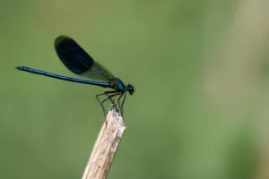 La vie secrète des libellules