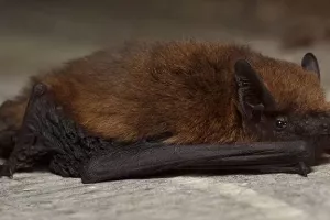 Fascinantes chauve-souris 2026