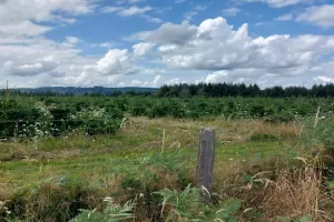 Entre prairies et forêts - la boucle des sapins de Noël_ENS2026