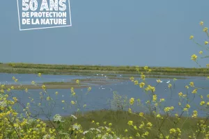 La baie de l'Aiguillon au fil des saisons